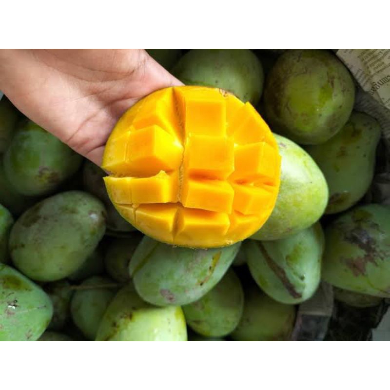 

mangga madu muda