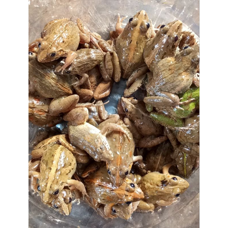 kodok sawah kecil . umpann pacing dan laenya 5ekor