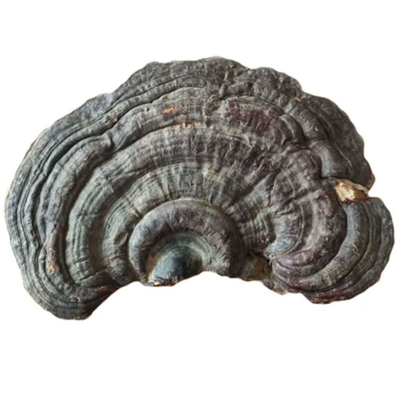 

jamur kayu (Ganoderma lucudium)perkeping