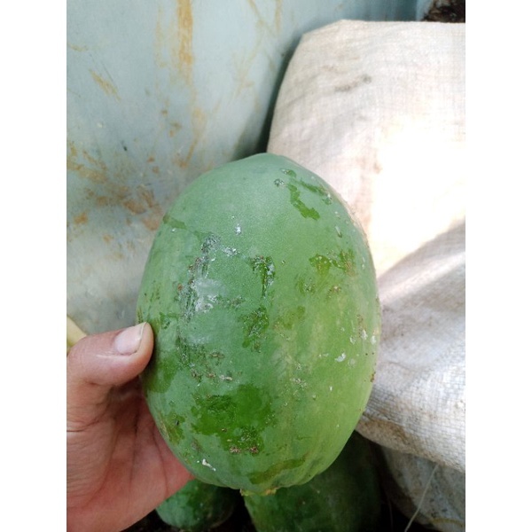 

Buah Pepaya Muda 1 kg
