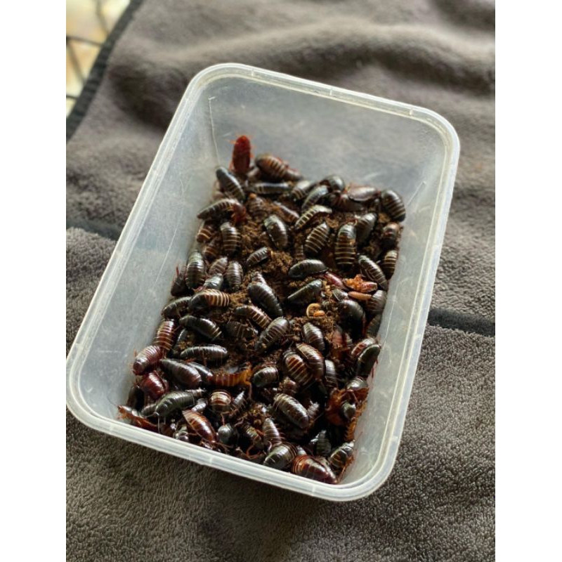 Kecoa batu/Ceremenje umpan mancing Galatama atau hari an ikan lele gurame dan betok PACKING RAPI/AMA