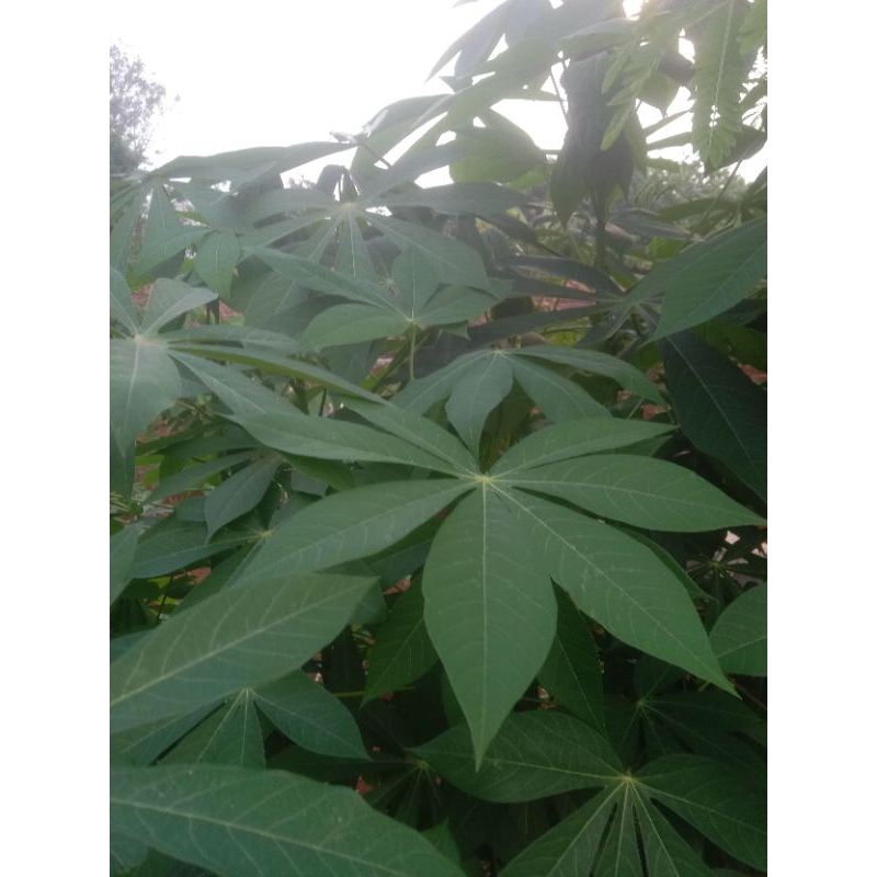 

DAUN SINGKONG FRESH ORGANIK RP 200