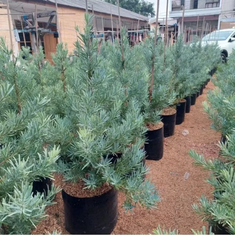 Promosi Tanaman hias Lohansung Blue ice//pohon daun silver dan rimbun