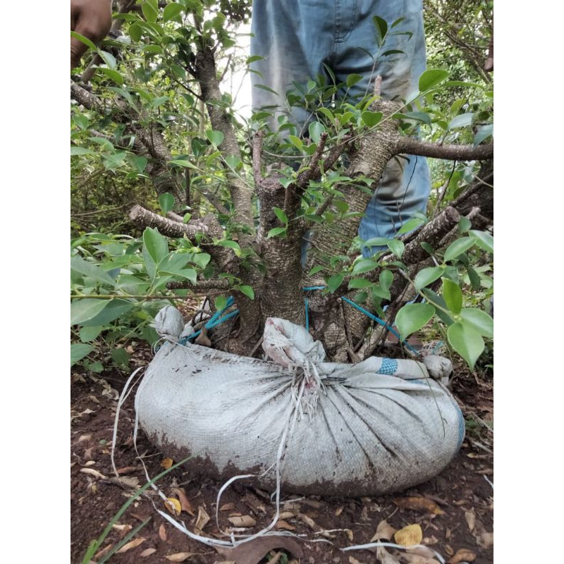 Bahan bonsai Kimeng besar sesuai foto (stok terbatas)