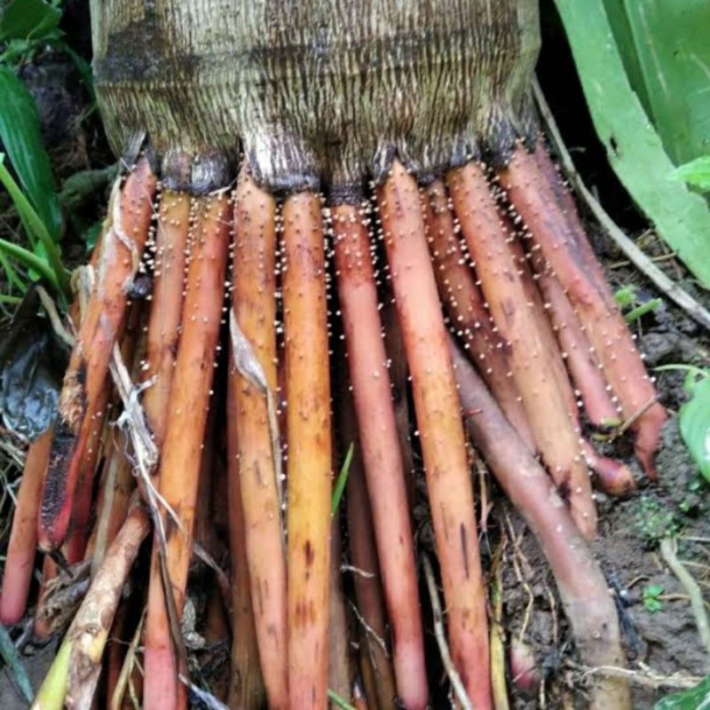 

akar pinang/akar Jambe/muda,(buat stamina keperjakaan)/500 gram