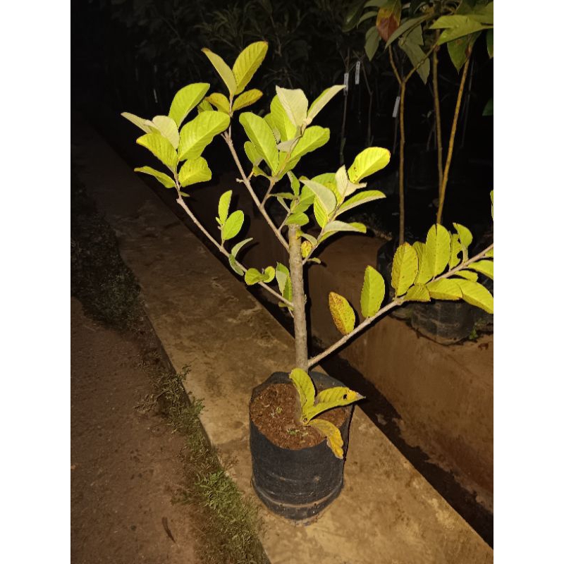 Jambu Kristal Cangkok