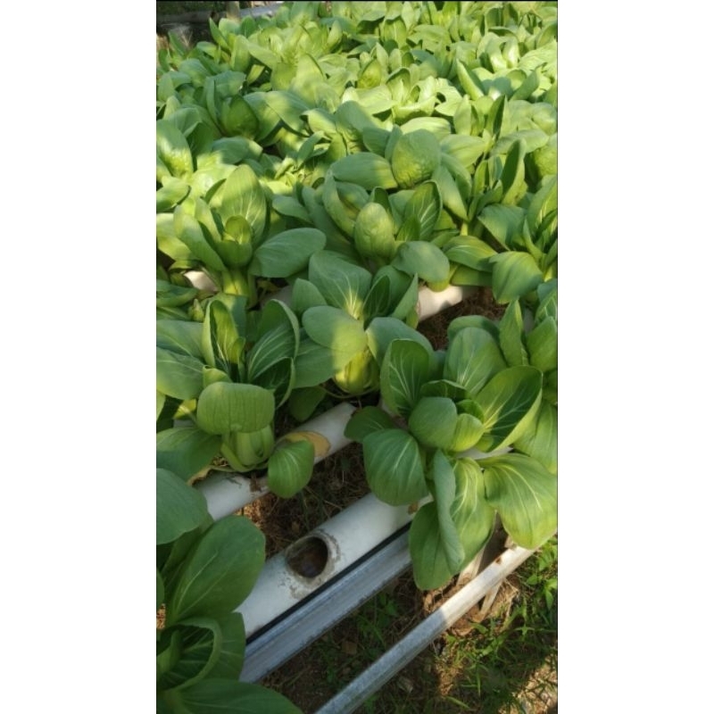 

Pakcoy hidroponik segar 250 gr