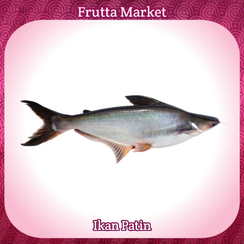 

Ikan Patin Fresh