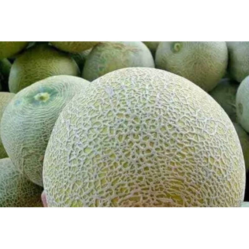 

Buah Melon / Biji Fresh ( Kirim Instan )