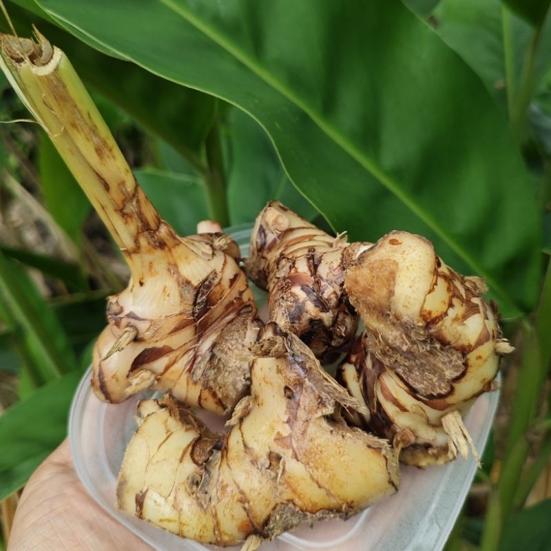 

Lengkuas/Laos/Laja Segar Langsung Dari Kebun 250gr