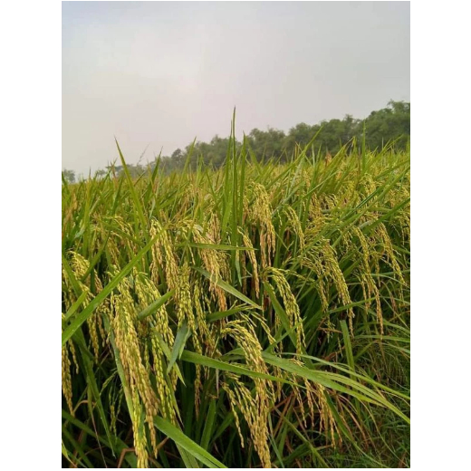 Benih Padi Kolosebo BIbit Padi Unggul 5kg