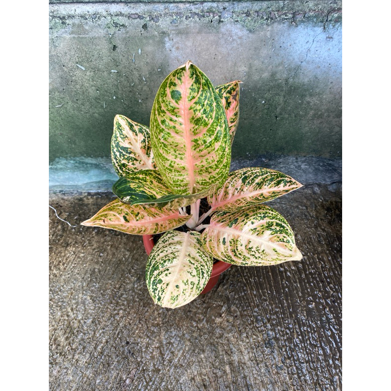 aglonema widuri orange lokal rawatan