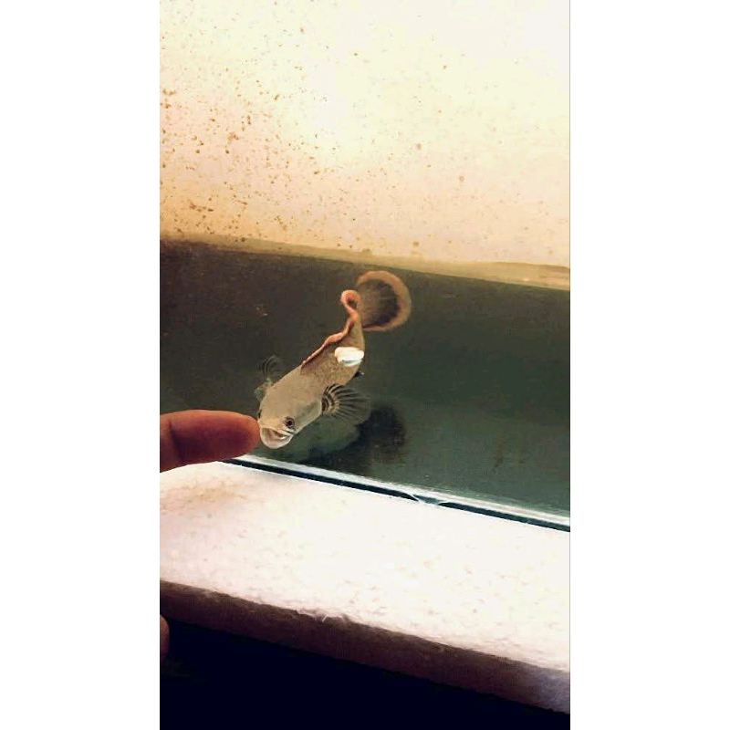 Channa limbata gondrong rim tebal single tank size 11-15