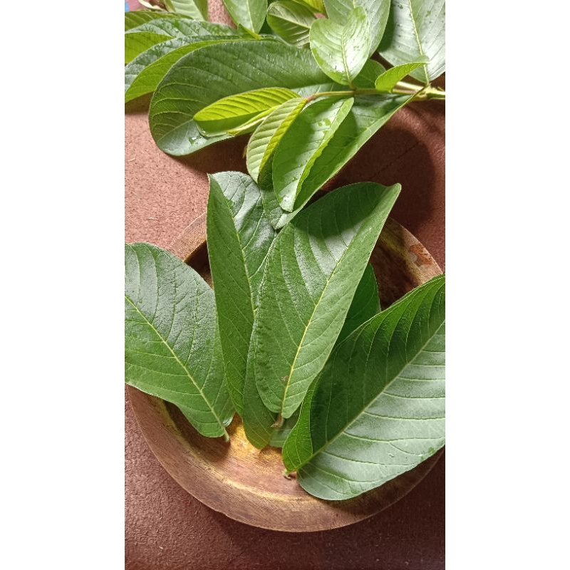 

100 GRAM DAUN JAMBU BIJI ORGANIK DAN SEGAR FRESH