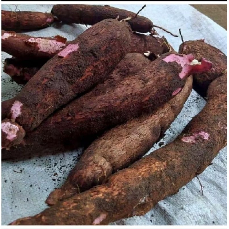 

SINGKONG/ketela FRESH SUPER,petik langsung dari kebun