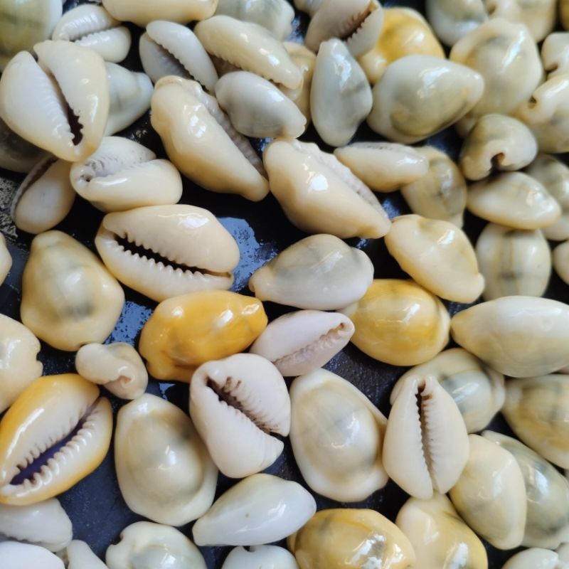BIJI CONGKLAK KERANG KUWUK / CLAM WARNA KUNING ISI 100 GRAM +/- 40-60 PCS.
