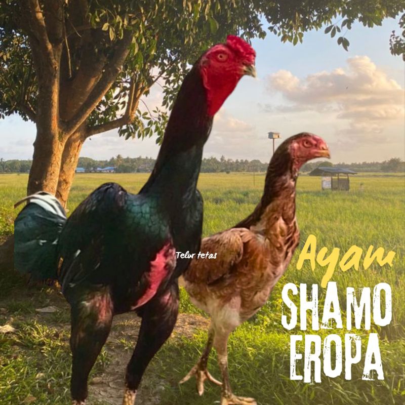 telur ayam shamo eropa ori  untuk di tetaskan