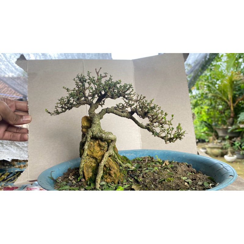 bonsai sakura mikro on the rock