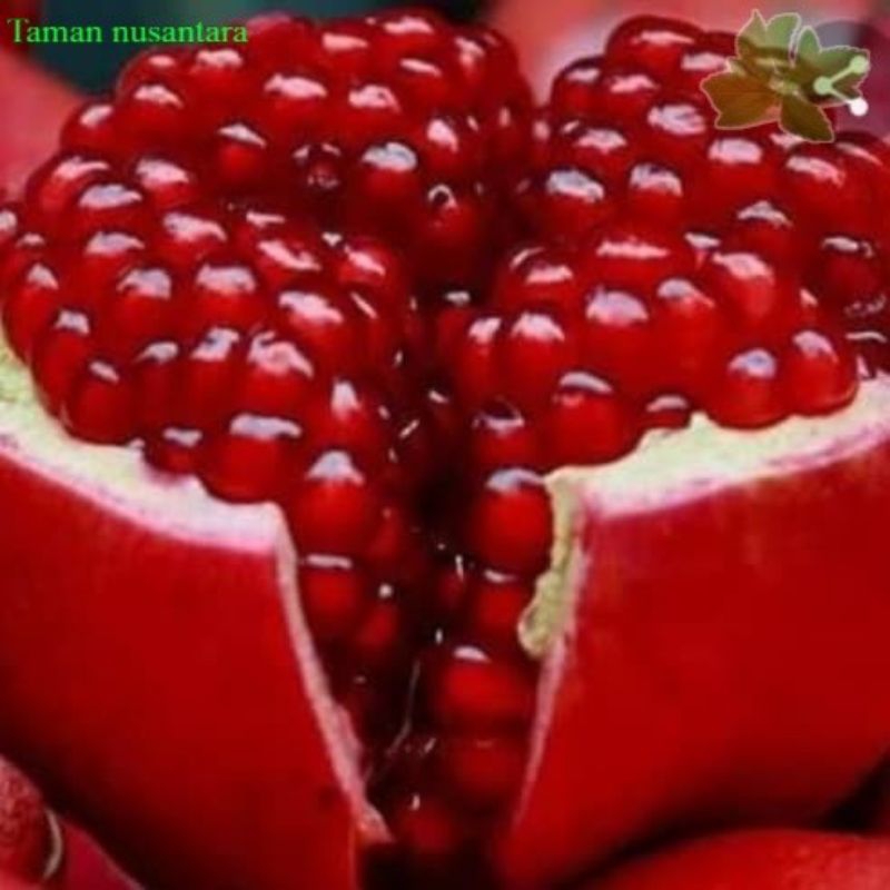 

bibit delima merah jumbo bji lunak super manis(bibit super genjah)