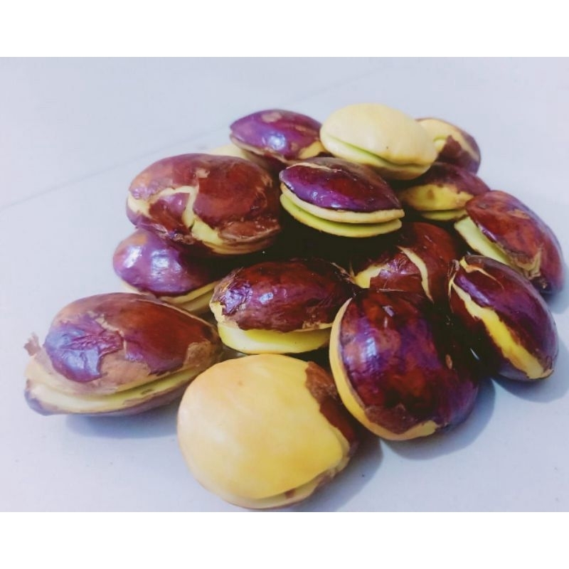 

jengkol