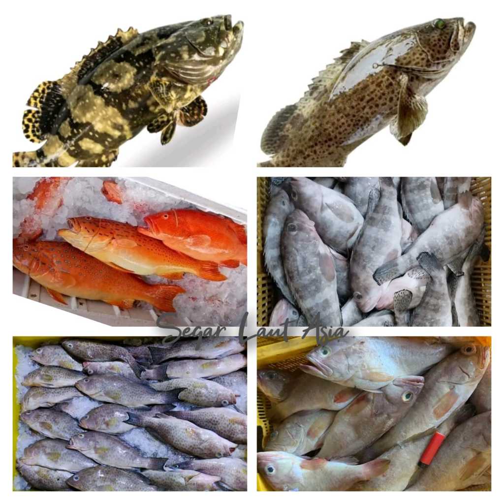

Ikan Kerapu Segar Ikan Kerapu Ikan Laut 1Kg