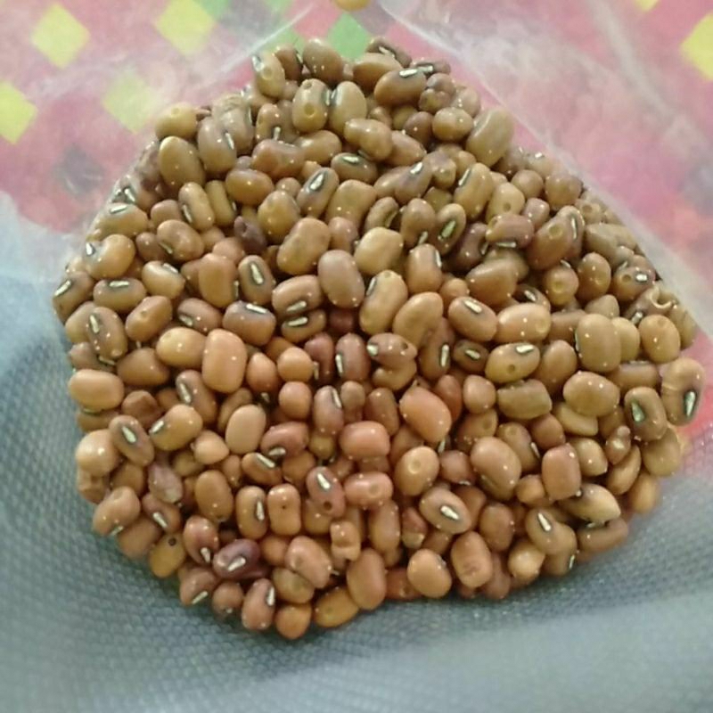 

Kacang Tolo / Tunggak Kering