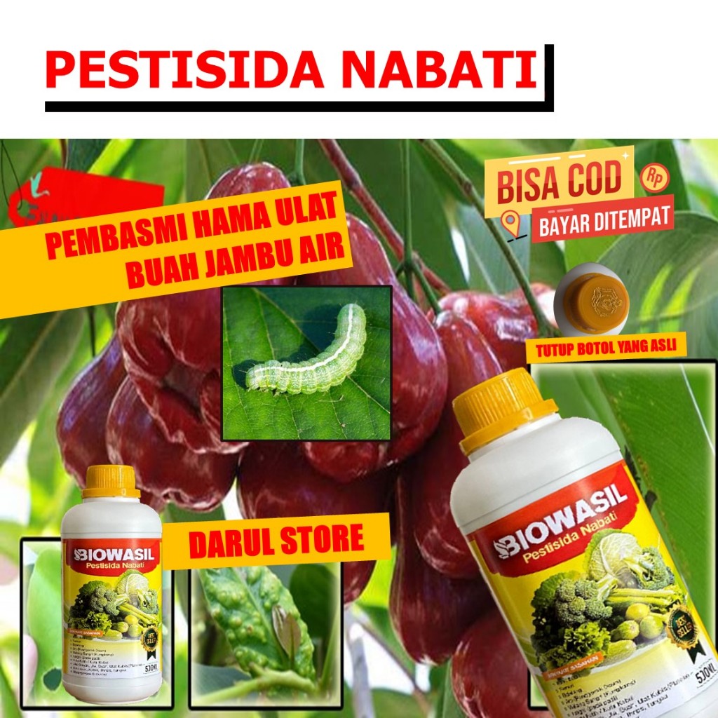 Insektisida Hama Lalat Buah Jambu Air madu BIOWASIL Pupuk Pengendali Lalat Sayuran Pada Jambu Air Ma