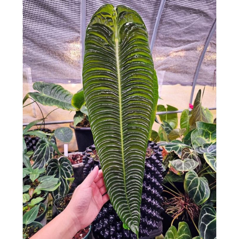 Promo Baby anakan Anthurium Veitchii Super Narrow terbaik...
