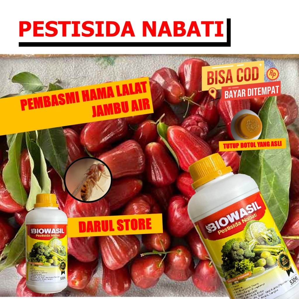 Pupuk Hama Lalat Sayuran Jambu Air di pot BIOWASIL - Pupuk Pelengkap Atasi Hama lalat Buah Jambu Air