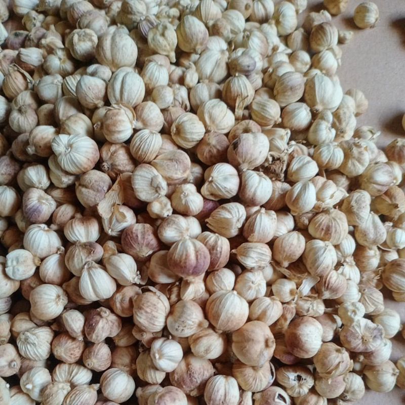 

KAPULAGA KERING 1 KG GROSIR TERMURAH