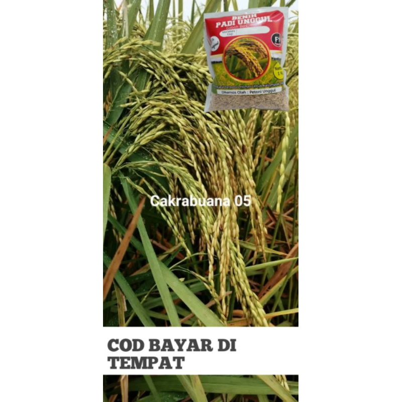 Benih cakrabuana 05 f2 terbaik kemasan 1kg.