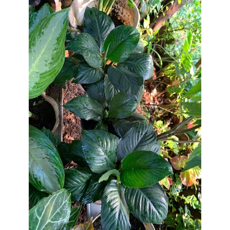 SEPATU FILUM BANGKOK