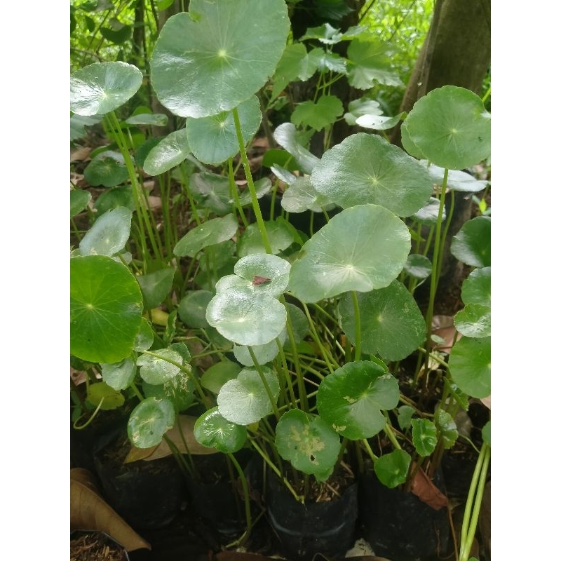 pegagan air pegagan melayu / pegagan malaysia