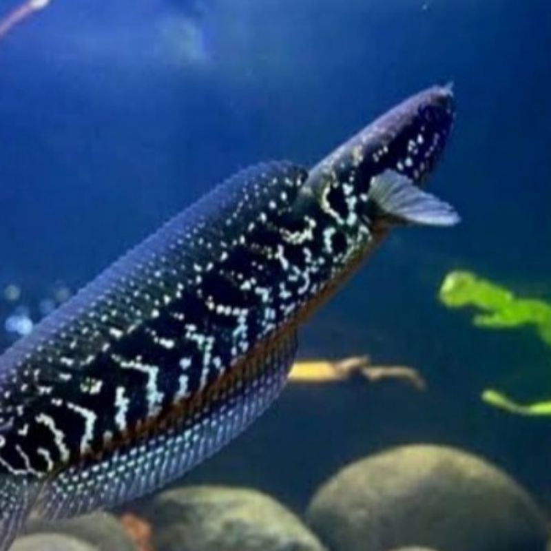 HIASAN AKUARIUM IKAN CANA ASIATICA WS