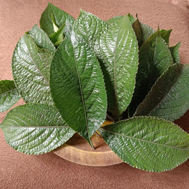 

500 GRAM DAUN KEJI BELING ORGANIK DAN FRESH