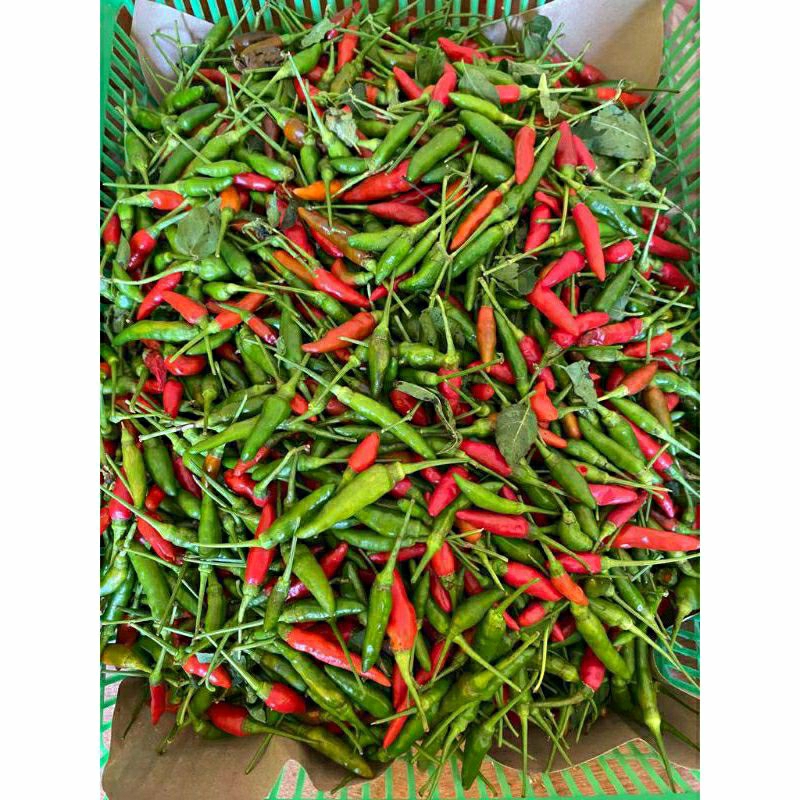 

Cabe Rawit Gunung Asli Sumatra Fresh 500 Gram