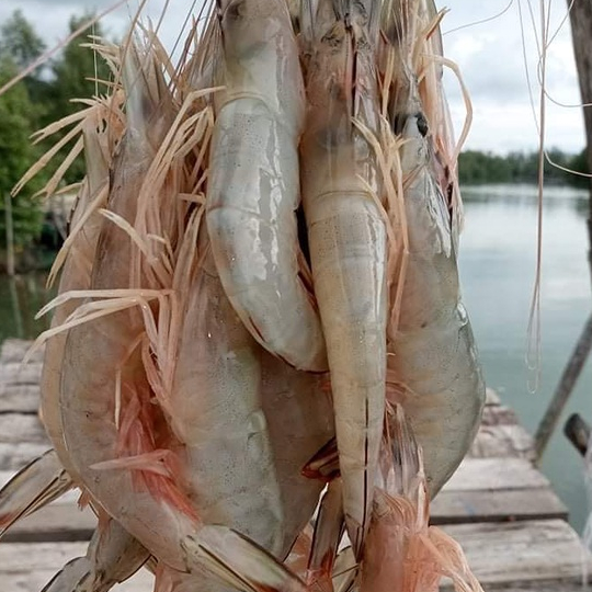 Udang Peci Udang Jerbung Udang Laut Segar Fresh 1Kg