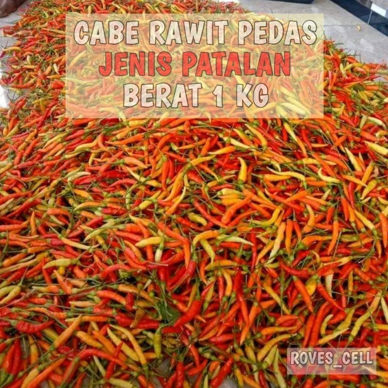 

CABE RAWIT PATALAN 1 KG CABE RAWIT PROBOLINGGO LEBIH PEDAS DARI ORI