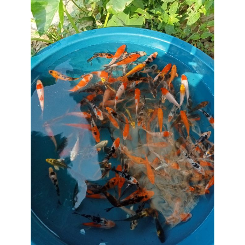 

Bibit Campuran koi warna Paket 7 Ekor Sz 2-4Cm