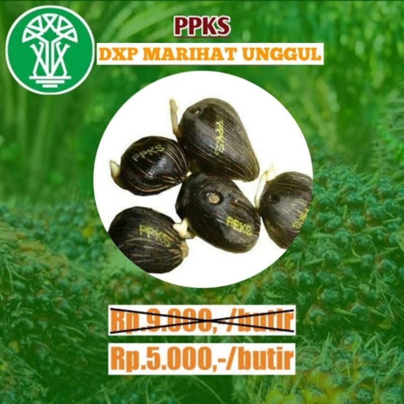 kecambah sawit bibit marihat unggul (per butir)