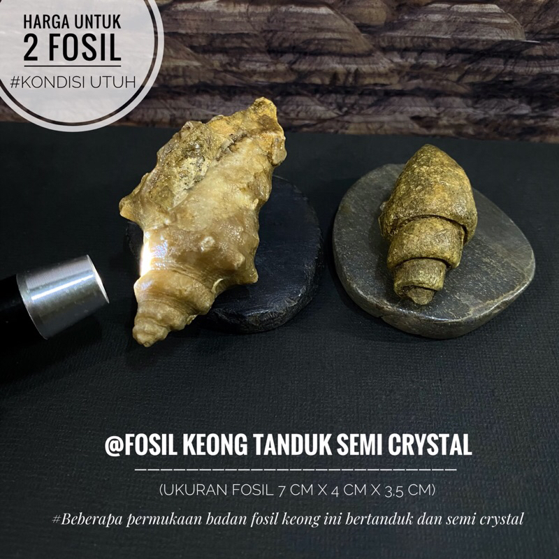 Fosil Keong Tanduk Semi Crystal A37 atau Fosil Kerang atau Fossil Gastropoda Natural atau Fosil Kol 