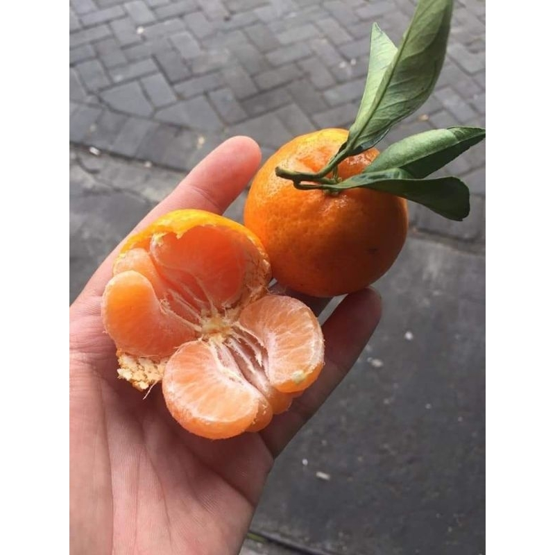 Bibit Jeruk Santang Madu Asli Sudah Berbuah Lebat Okulasi Cangkok Super Manis