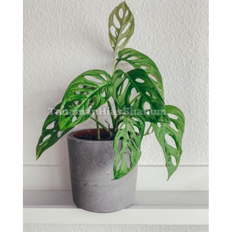 Promo COD tanaman hias monstera janda bolong - monstera andansonii - monstera janda bolong - janda b