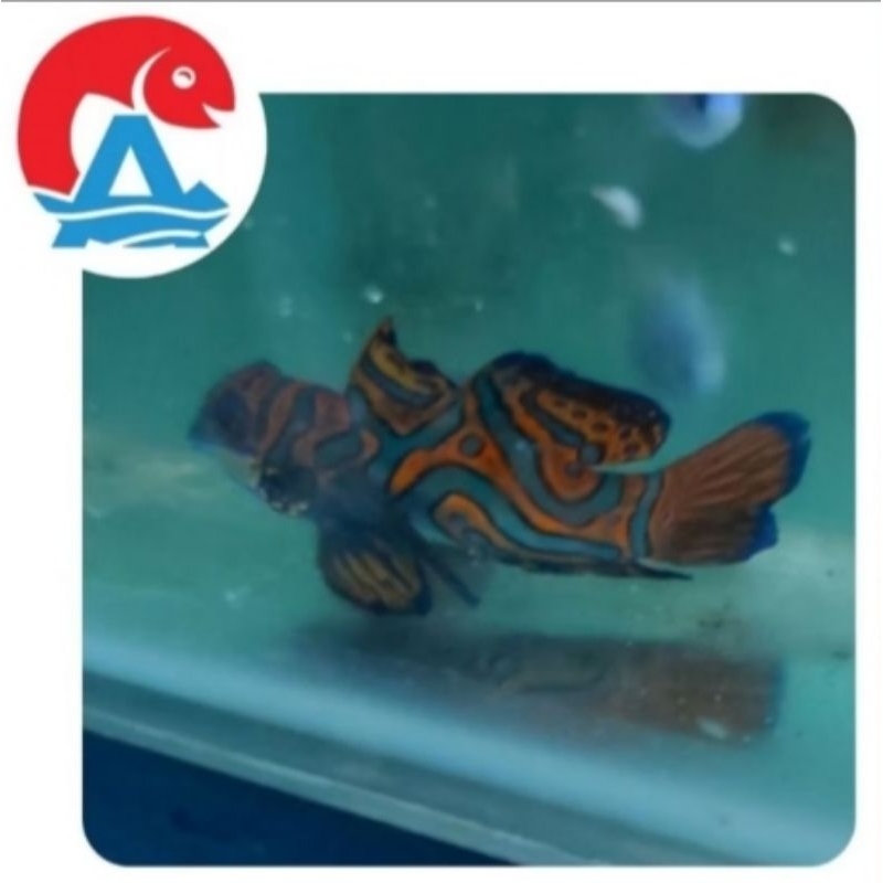 Ikan Hias Laut Mandarin Asli