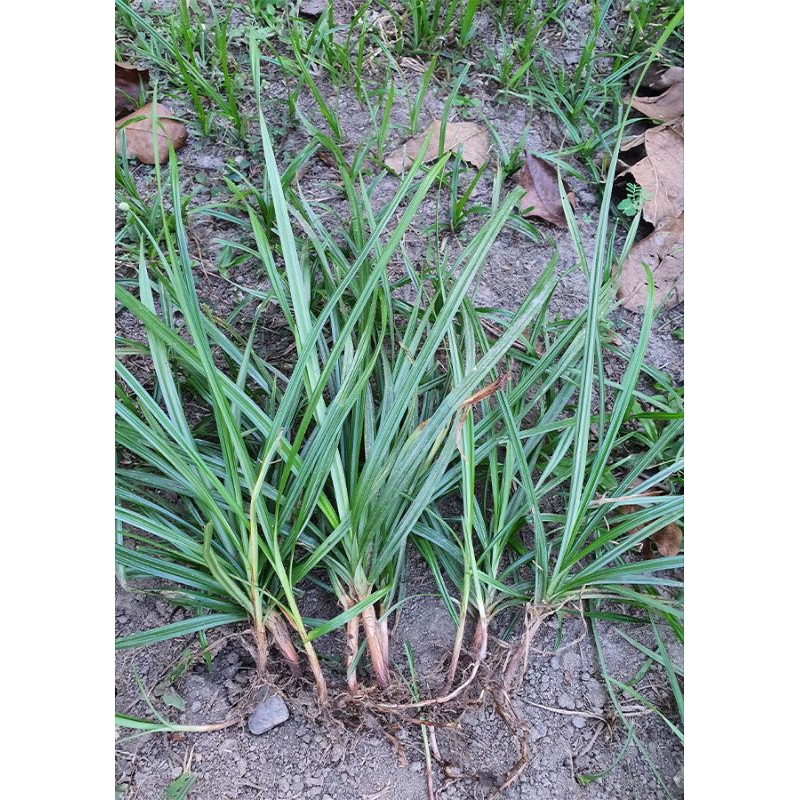 

RUMPUT TEKI 250 GRAM SEGAR