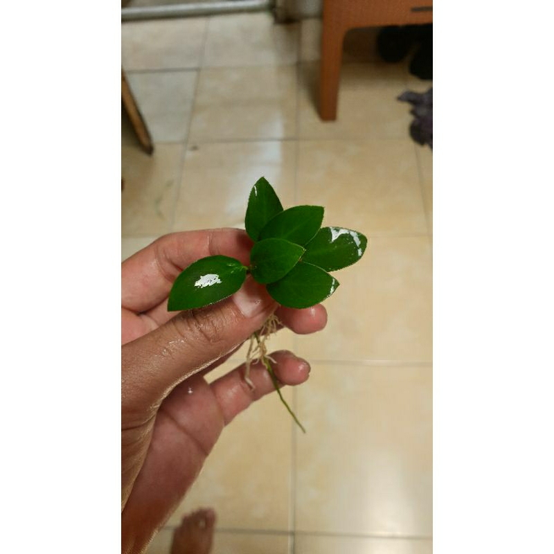 anubias panda ijo