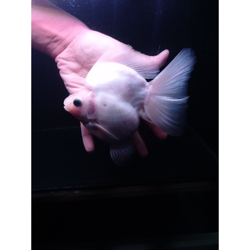 Koleksi Ikan Mas Koki Goldfish Ryukin Cool White 18cm