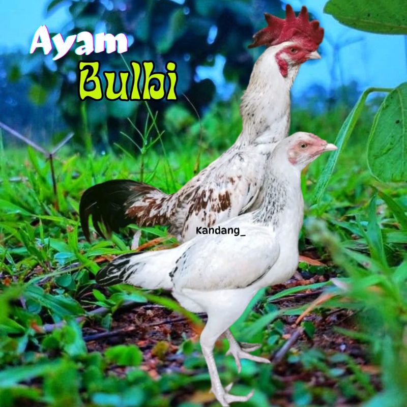 

telur ayam bulbi ori petarung bisa untuk di tetaskan