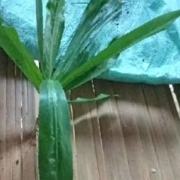 

daun walang sangit isi 200 gr obat herbal