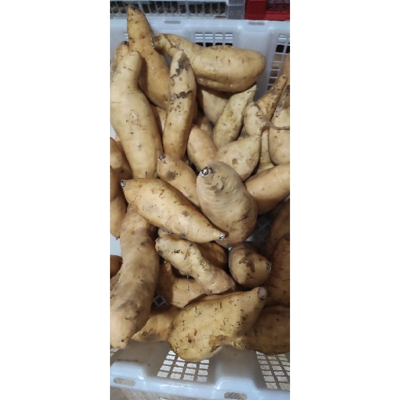 

Ubi Cilembu / Ubi Jepang / Ubi Ungu Panenan Jawa Tengah